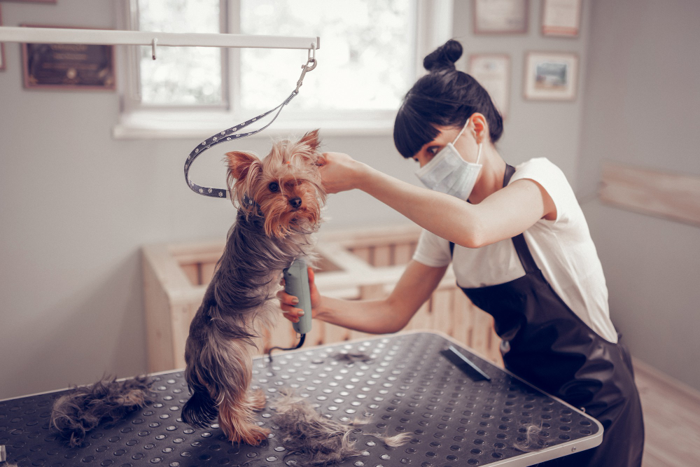 Beneficiile îngrijirii profesionale pentru sănătatea câinilor