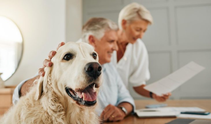 Îngrijirea animalelor de companie în vârstă