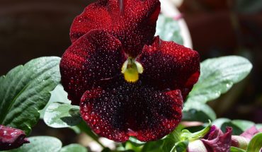 Thunbergia: Cum să crești Suzana cu ochi negri