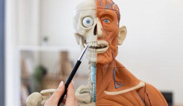 Cum funcționează imprimarea 3D pentru organele umane