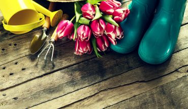 7 pași pentru decorarea grădinii cu flori perene