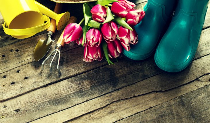 7 pași pentru decorarea grădinii cu flori perene