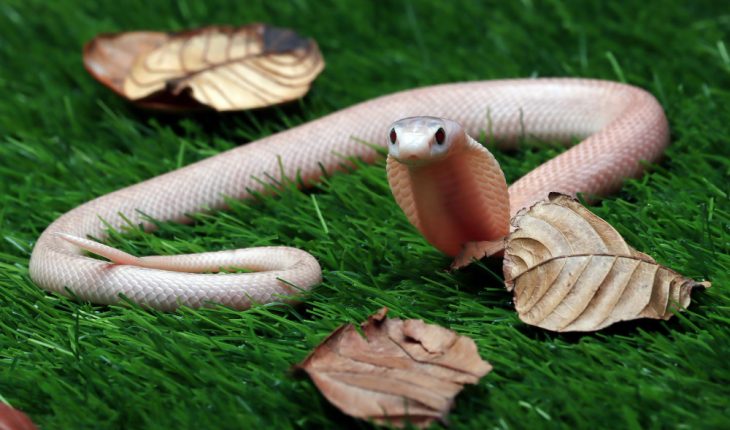 Ce înseamnă când îți iese un șarpe în cale