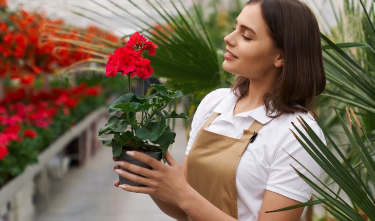 Grădină cu trandafiri: reguli și recomandări Grădină cu trandafiri: reguli și recomandări